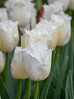 Tulipa 'Honeymoon' - Fringed Tulip