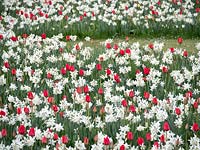 Red Tulipa 'Appledoorn' - Tulip - with white Narcissus 'Thalia' - Daffodil
