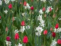 Red Tulipa 'Appledoorn' - Tulip -  with white Narcissus 'Thalia' - Daffodil