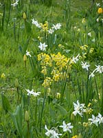 Naturalised Primula veris - Cowslip with Narcissus 'Thalia' - Daffodil - 
growing in grass