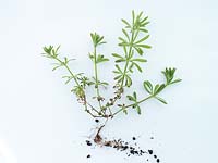 Galium aparine - Cleavers - whole plant including root on plain background