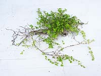 Soleirolia - Mind-your-own-business or Baby Tears - whole plant including roots laid out on white background