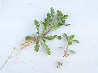 Senecio vulgaris - Groundsel - whole plant including root laid out on white background
