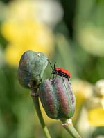 Lilioceris lilii - Lily Beetle - pest beetle on seedhead of Fritillaria 
