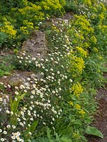 Erigeron karvinskianus and Euphorbia cyparissias - Cyprus Spurge - 
growing on rock wall 