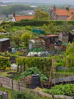 View over an allotment showing home-made edging for plots as well as plastic compost bins, sheds, greenhouses and plant supports
