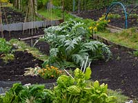 View over an allotment showing bare soil, home-made edging to plots, grass path and perennial vegetable cardoon
 and chard
