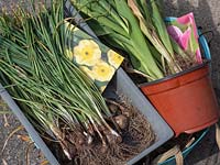 Narcissus - Daffodil - and Tulipa - Tulip - bulbs that have previously flowered have been lifted ready to store in dry conditions
 ready to plant in the dormant season
