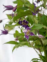 Cut flower clematis with no twisting stems - Clematis 'Amazing Series'
, close up of flowers in a vase