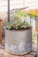 Vicia faba - Broad Bean 'The Sutton' growing on in galvanised container