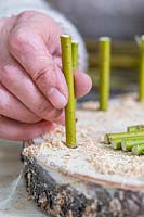 Woman inserting Cornus - Dogwood - stems into pre-drilled holes in a log