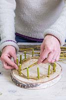 Woman weaving Salix - Weeping Willow stems in between the Cornus - Dogwood -
 upright stems