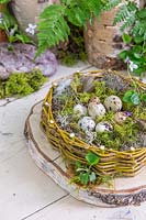 Finished Easter Nest filled with quail eggs and Viola odorata - Sweet Violet - 
and feathers