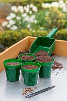Pots with compost ready for sowing Cobaea - Cathedral Bells - seeds
