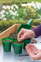 Woman sowing single seed of Cobaea - Cathedral Bells - 
in a pot of compost
