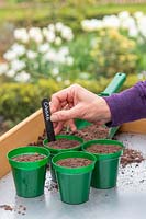 Woman adding label to pots with newly sown seeds of Cobaea - Cathedral Bells