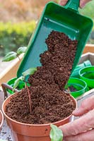 Woman adding compost to a re-potted seedling of Cobaea - Cathedral Bells - 
 using a scoop