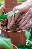 Woman firming compost around newly potted up seedling of Cobaea - Cathedral Bells