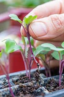 Pricking out seedlings of Kohlrabi 'Purple Delicacy'