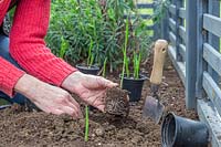 Woman planting young plant of Crocosmia 'Lucifer' - Montbretia - into a bed
