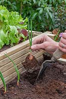 Woman planting rooted Onion sets ' Sturon' in raised planter using a hand trowel