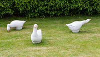 Geese - stoneware sculptures - set on lawn
