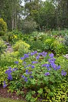 Geranium and Alchemilla mollis with more perennials and trees beyond