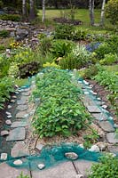 Strawberry bed with ripe fruit protected from birds by netting over metal hoops secured with stones and
 empty plastic bottles on stakes
