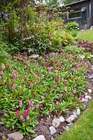 Persicaria affinis 'Superba' - Knotweed -  at front of a mixed border with stony soil