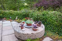 Paved patio with an old millstone table with a collection of potted succulents, near Lilium martagon - Martagon Lily - and a hedge of Hedera helix - Ivy
