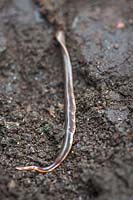 Arthurdendyus triangulatus - New Zealand Flatworm - on damp soil