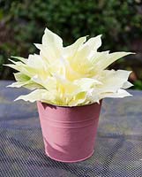 Hosta 'White Feather' in metal pot painted pink