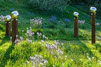View up sloping meadow with Camassia subsp. leichtlinii and 
stainless steel mirror globes mounted on wooden posts
