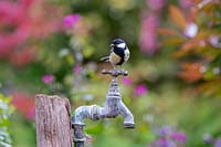 Parus major - Great tit - perched on an old garden tap 