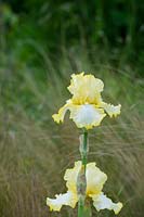 Tall Bearded Iris 'Norfolk Belle' 