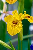 Iris pseudacorus 'Berlin Tiger' - Yellow Flag Iris 