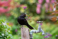 Turdus merula - Blackbird - perched on an old tap post