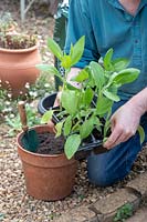 Gardener potting up Rudbeckia plants from a modular tray to a larger pot