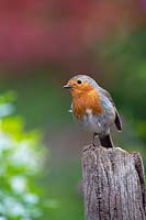 Erithacus rubecula - Robin - standing on one leg on an old wooden post 
