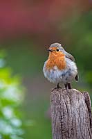 Erithacus rubecula - Robin - perched on an old wooden post 

