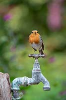 Erithacus rubecula - Robin - perched  on an old tap 