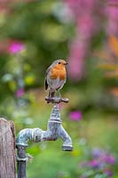 Erithacus rubecula - Robin - perched on an old tap 