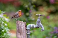 Erithacus rubecula - Robin - perched on a post by an old tap
