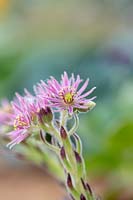 Sempervivum 'Midas' - Houseleek  - flower close up
