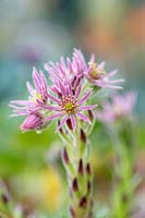 Sempervivum 'Midas' - Houseleek - in flower close up