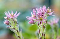 Sempervivum 'Midas' - Houseleek - in flower close up