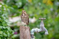 Turdus philomelos - Song Thrush - perched on a post by an 
old garden tap 