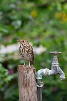 Turdus philomelos - Song Thrush - perched on a post by an old garden tap
