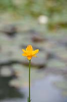 Trollius chinensis 'Golden Queen'- Globeflower 