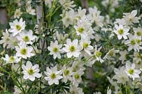 Clematis cartmanii 'Early Sensation' - trained up a cane